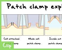 Image of Cellattached configuration patch clamp