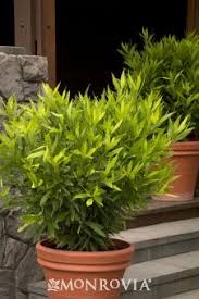 Image result for monrovia green pot