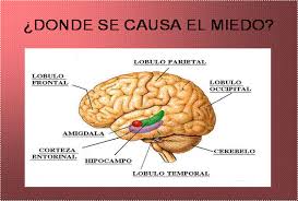 Resultado de imagen para ¿EN QUÉ CONSISTE EL MIEDO?