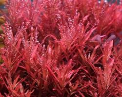 Hình ảnh về Rotala rotundifolia 'Vietnam'