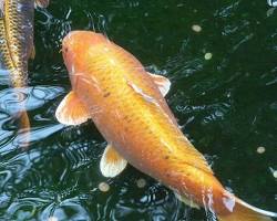 Image of Big Girl koi fish