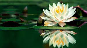 Resultado de imagen de FLORES DE LOTO