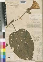 Image result for Ipomoea grantii