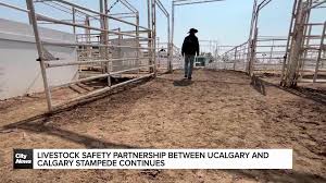 CityNews Calgary - News update