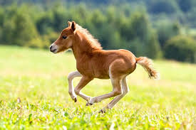 Image result for HORSE