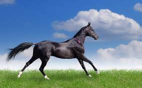 Image result for HORSE