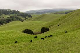 Land trust buys scenic Bay Area ranch, halting controversial plan for a quarry