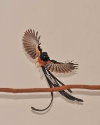 Hasil gambar untuk murai batu