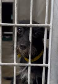 Adopt Lorrie: A Beautiful 7-Month-Old Rescue Dog | TikTok