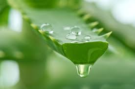 Image result for aloe vera