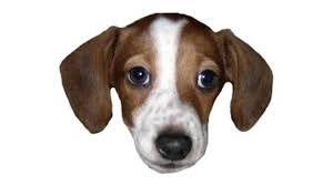 images?q=tbn:ANd9GcS5o_YB4N8NuqHOS_3clmT0aLDCin1OMJkCDMQNnD5uPC_BqGkIsA