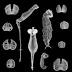Horizontal Gene Transfer: Sorry,Darwin, It's Not Your Evolution Any...