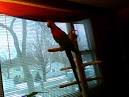 pictures of 2 parrots talking and singing dolls