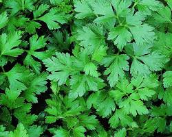Image of Flat leaf parsley plant