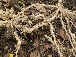 nematodes tomatoes ile ilgili görsel sonucu