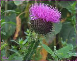 images?q=tbn:ANd9GcS6FaMXQPpfVkj29PH0o3dcksQLGdt89j9nwJaD1pRxVBg4ASv81w