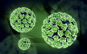 Image result for human papilloma virus