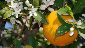 portakal gübreleme ile ilgili görsel sonucu