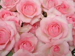 「お花」の画像検索結果