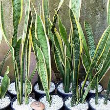 Resultado de imagem para Espada-de-São-Jorge (Sansevieria trifasciata)