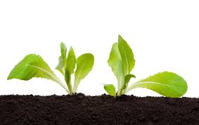 soil ile ilgili görsel sonucu
