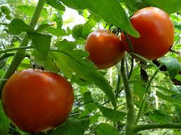 tomatoes ile ilgili görsel sonucu