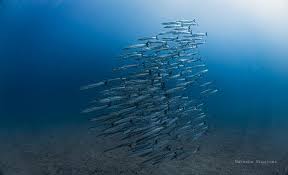 Panama's Ocean Upwelling Fails for the First Time in 40 Years