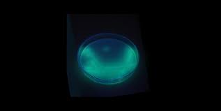 Bactéria Pseudomonas aeruginosa foi identificada em mais de 100 lotes de produtos Ypê em inspeção de abril, diz Anvisa