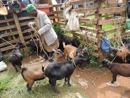 goat breeding এর চিত্র ফলাফল