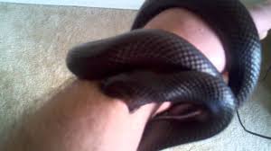 Image result for king snake