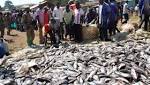Government Suspended Chinese Fish