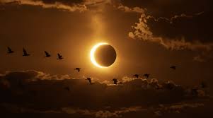 Los eclipses solares alteran la temperatura y el comportamiento de los animales