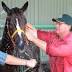Southern Downs stud sells two fillies at Magic Millions