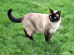 Resultado de imagen de imagenes de gatos siameses