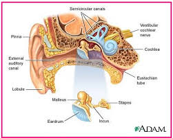 Hasil gambar untuk indra pendengaran pada manusia
