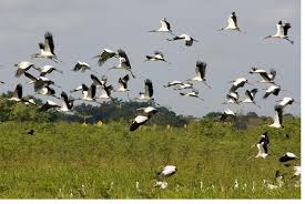 Resultado de imagen para LA MIGRACIÓN DE AVES
