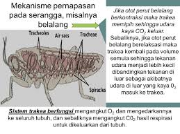 Hasil gambar untuk pernapasan reptil