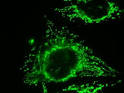 Anti-Mitochondria antibody MTC(ab3298) Abcam