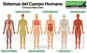 Resultado de imagen para cuerpo humano