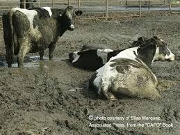 Image result for cafo