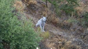 Rare White Iberian Lynx Photographed for the First Time