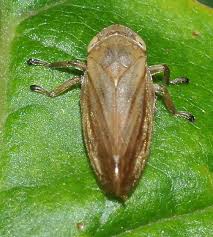 Image result for spittle bug