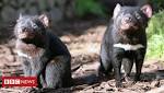  Healthy Tasmanian devils discovered by scientists looking to save species