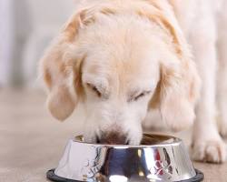 puppy eating from a bowlの画像