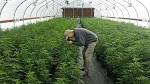 Image result for pole and dagga houses