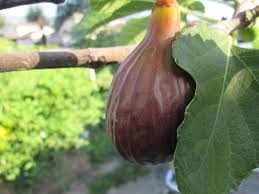 Risultati immagini per fico brogiotto