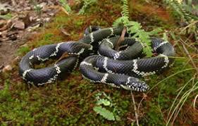 Image result for king snake