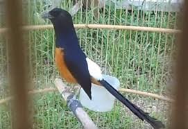 Hasil gambar untuk murai batu