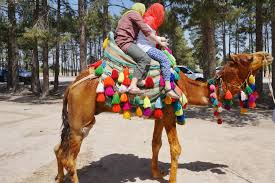 Image result for IRAN HORSES