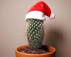 Image of cactus wearing a Santa hat